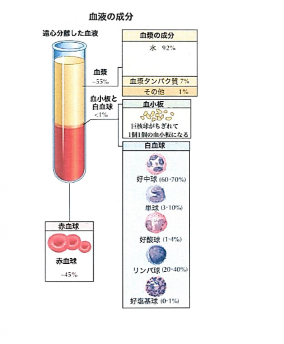 血液成分表