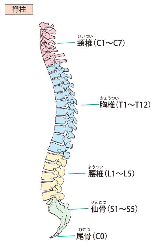 脊柱